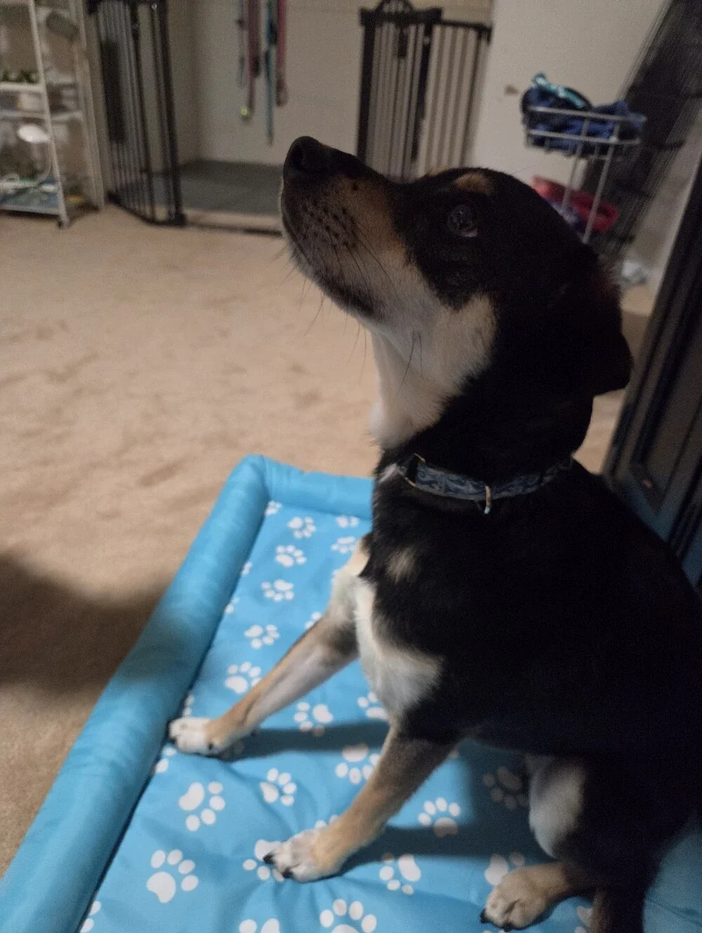 Blue Pattern Adjustable Martingale Dog Collar with Quick-Release Buckle